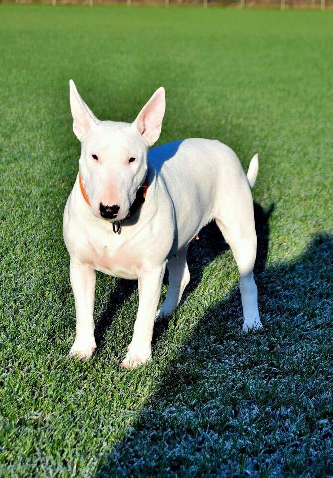Bullterrier Ida billede 1