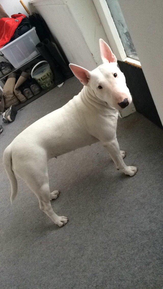 Bullterrier Ida billede 3