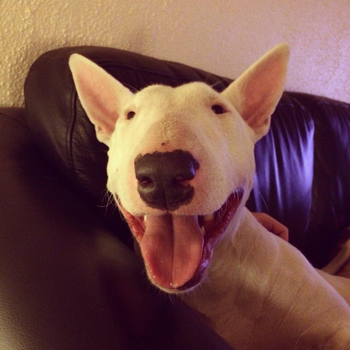 Bullterrier Ida billede 4