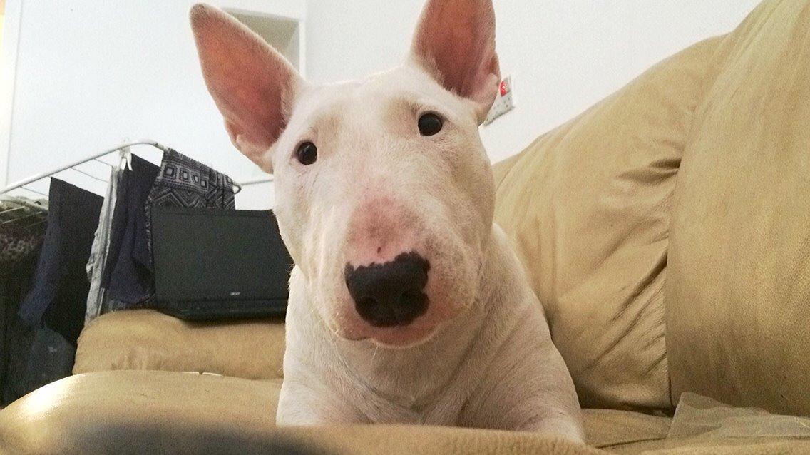 Bullterrier Ida billede 5