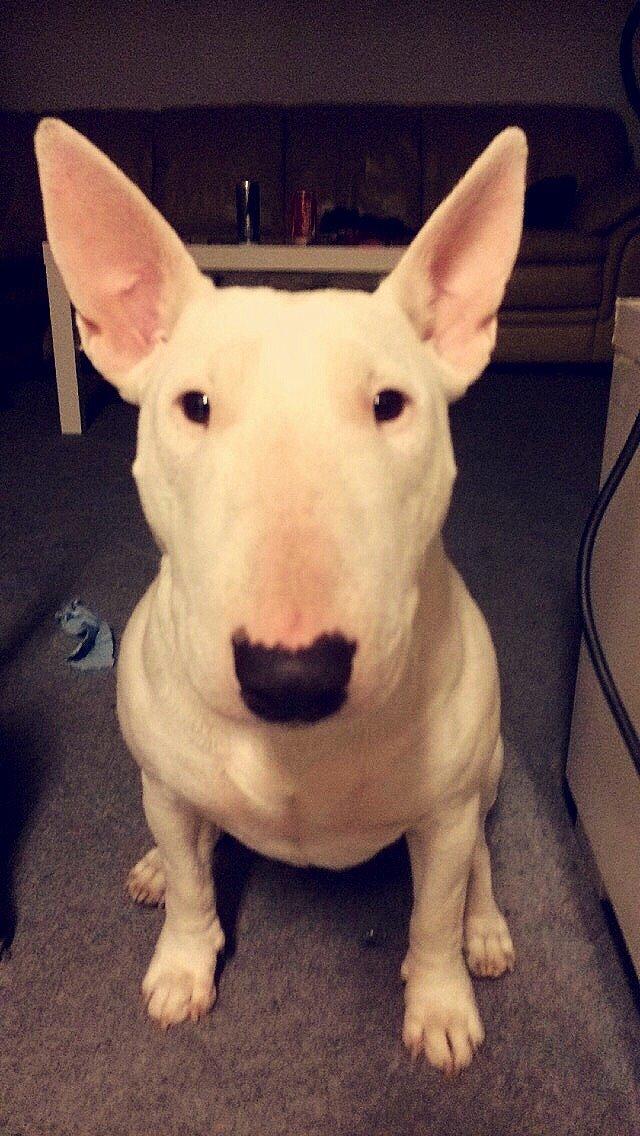 Bullterrier Ida billede 7