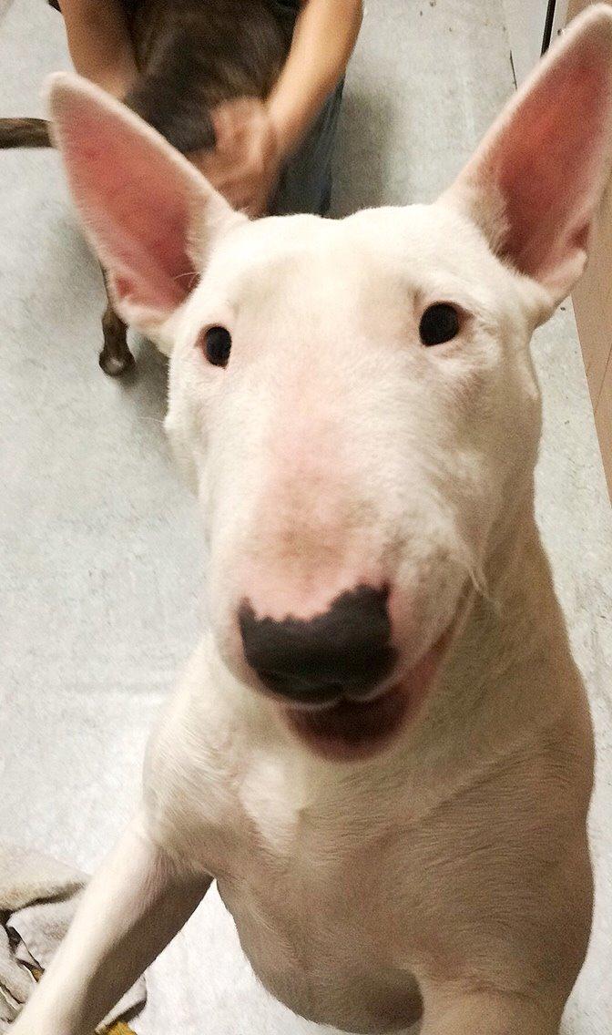 Bullterrier Ida billede 6