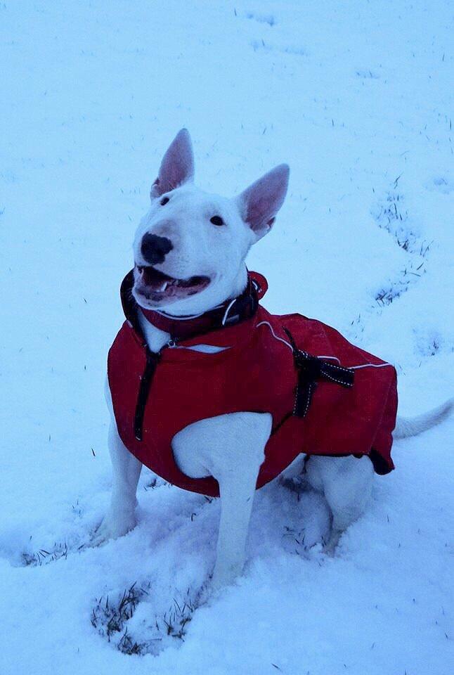 Bullterrier Ida billede 8
