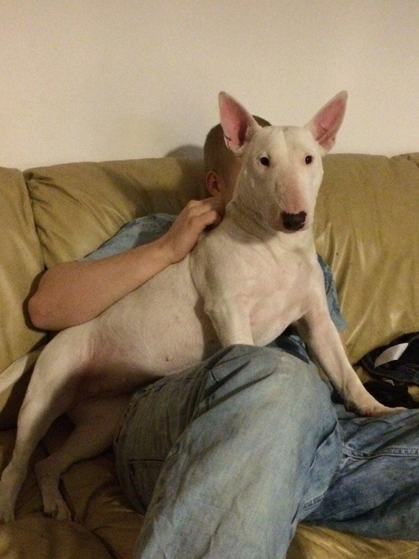 Bullterrier Ida billede 9