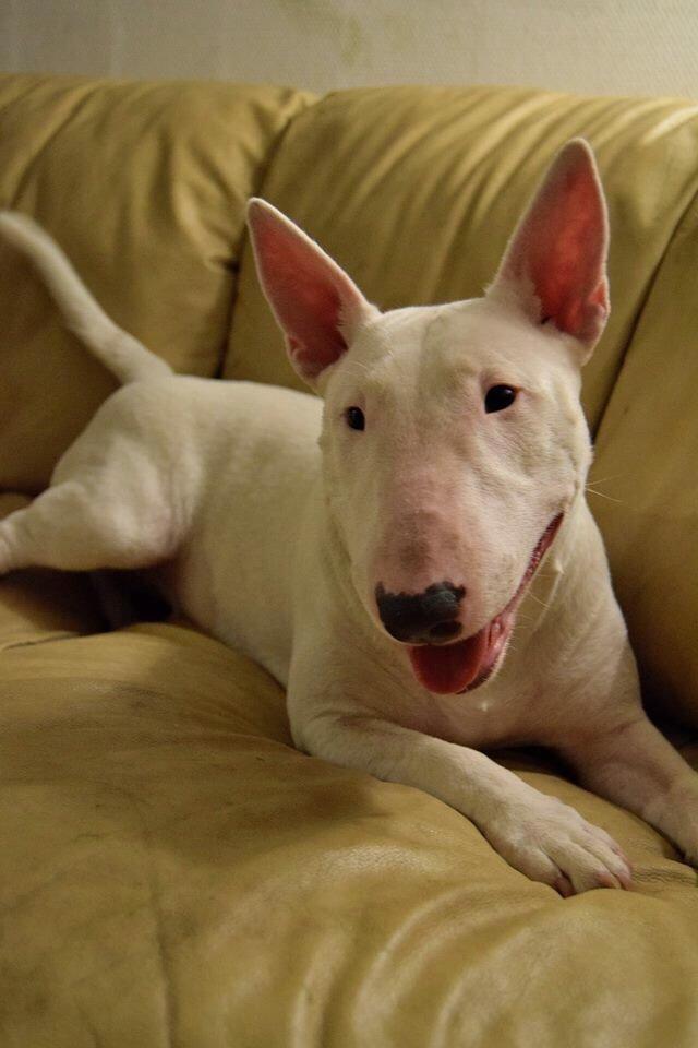 Bullterrier Ida billede 10