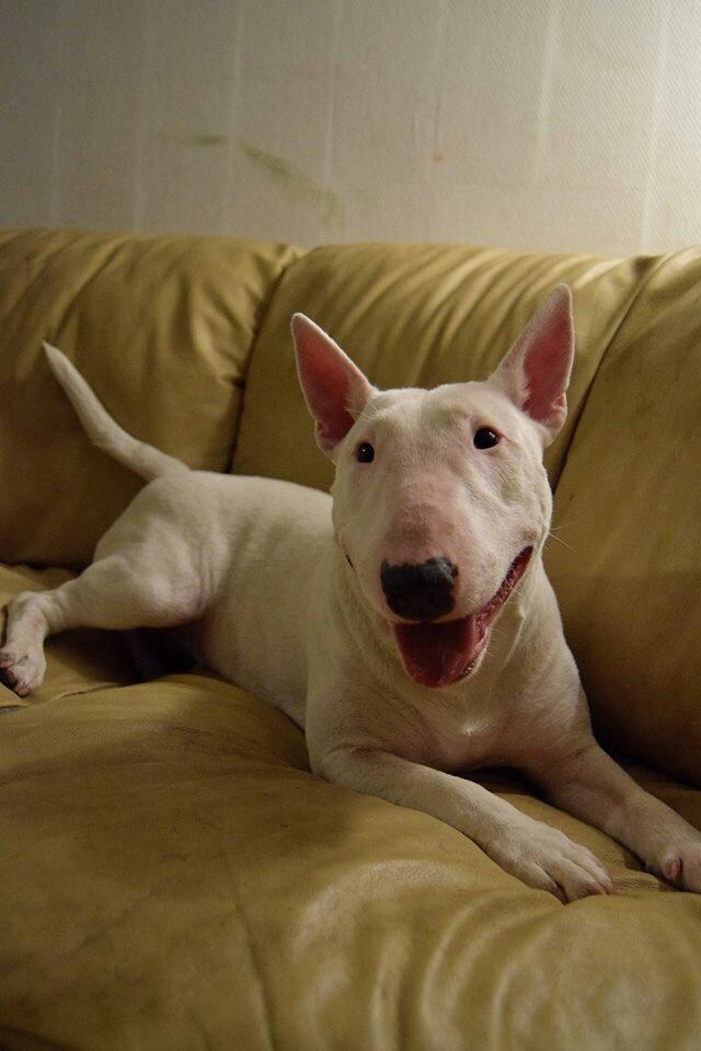 Bullterrier Ida billede 11