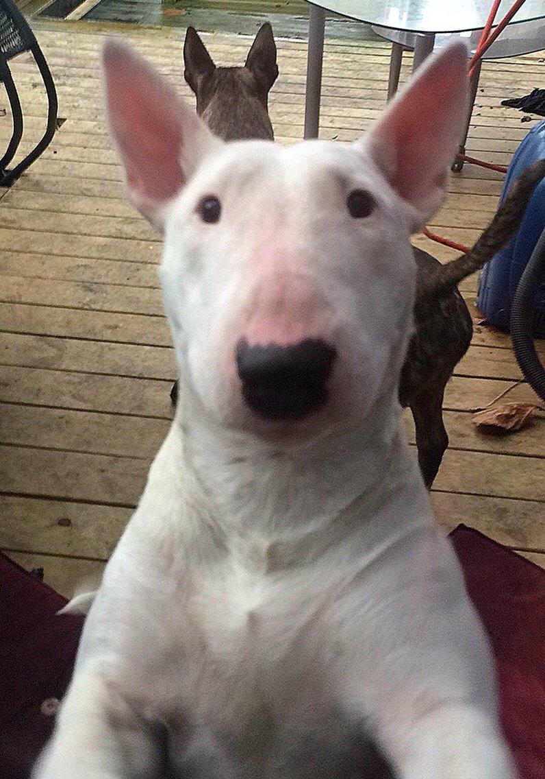 Bullterrier Ida billede 12