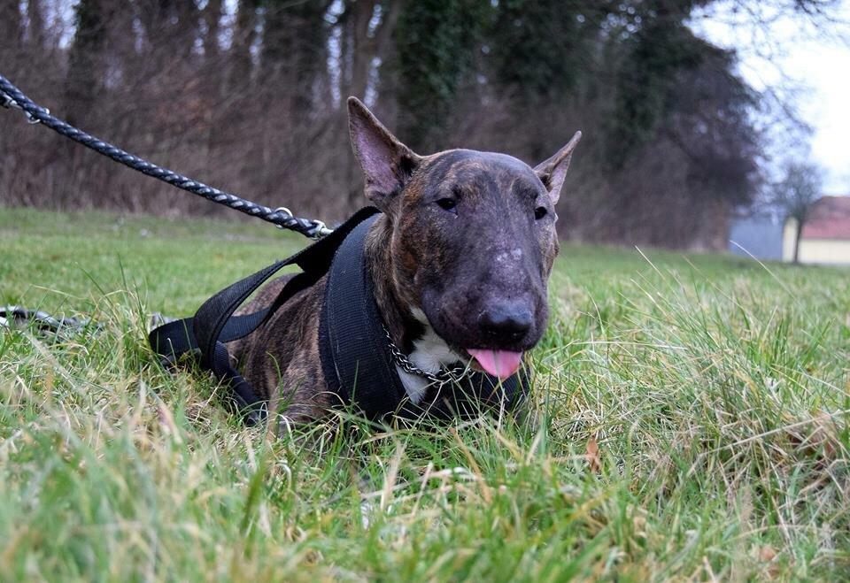 Bullterrier Ollie billede 12