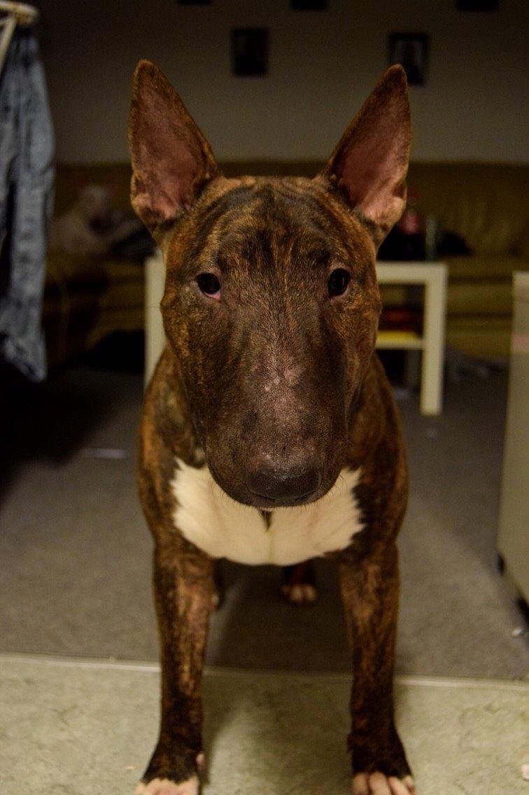 Bullterrier Ollie billede 14