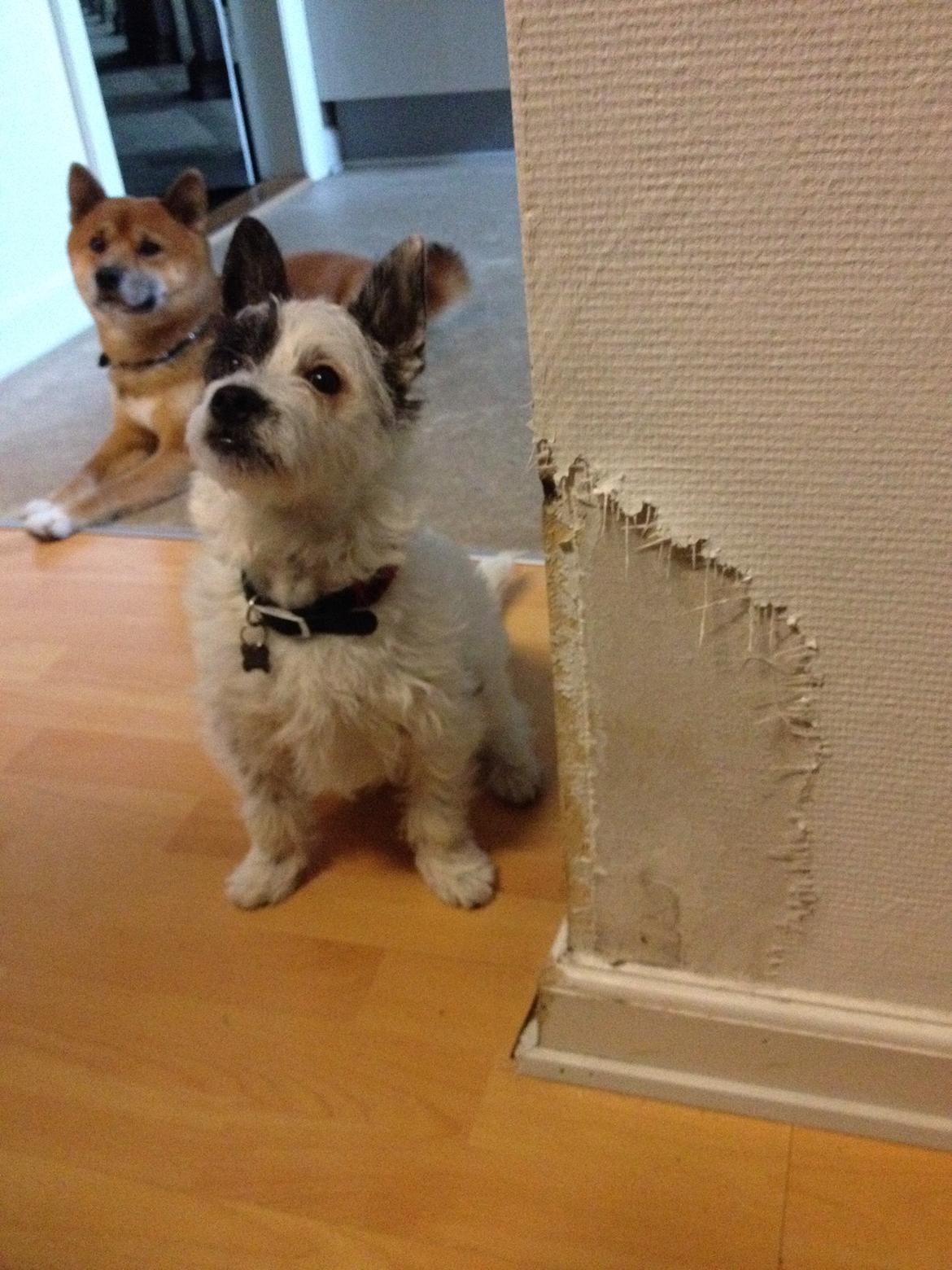 Podengo portugues pequeno Veléz billede 6