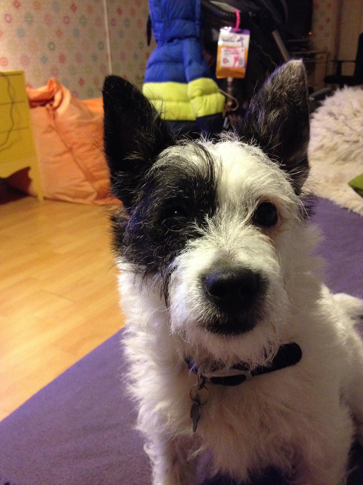 Podengo portugues pequeno Veléz billede 8