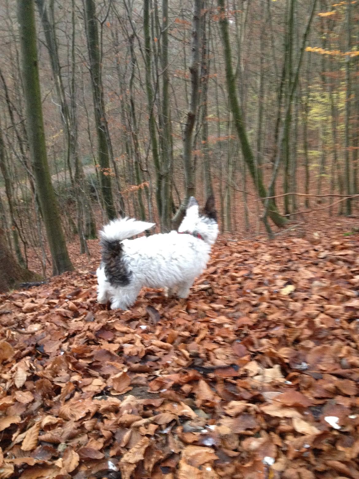 Podengo portugues pequeno Veléz billede 9