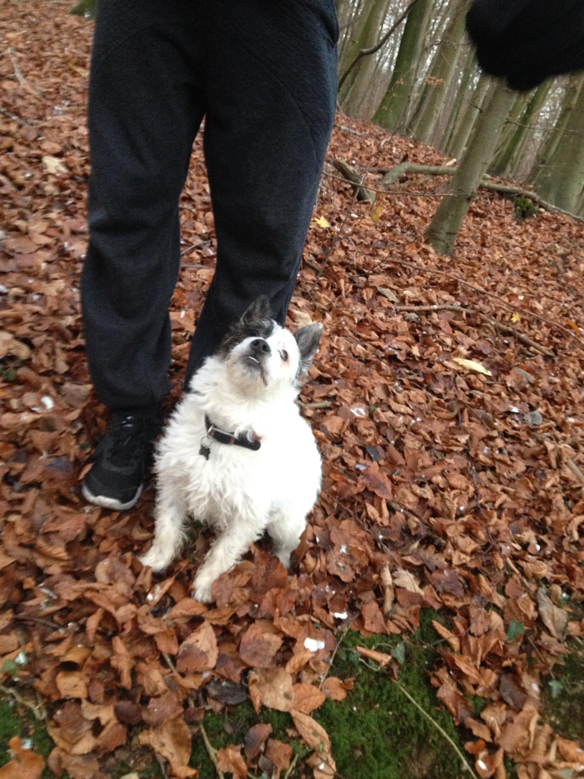 Podengo portugues pequeno Veléz billede 10