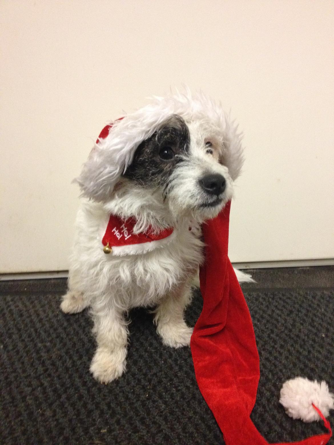 Podengo portugues pequeno Veléz billede 11