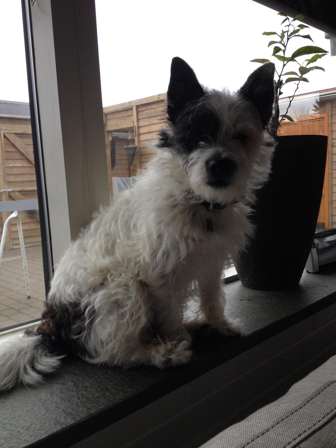 Podengo portugues pequeno Veléz billede 12