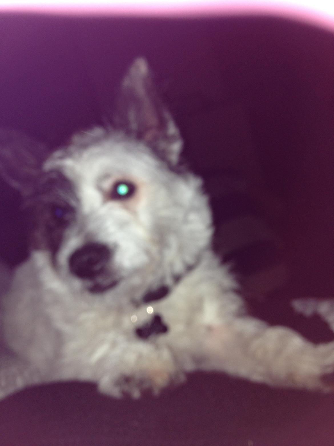 Podengo portugues pequeno Veléz billede 7