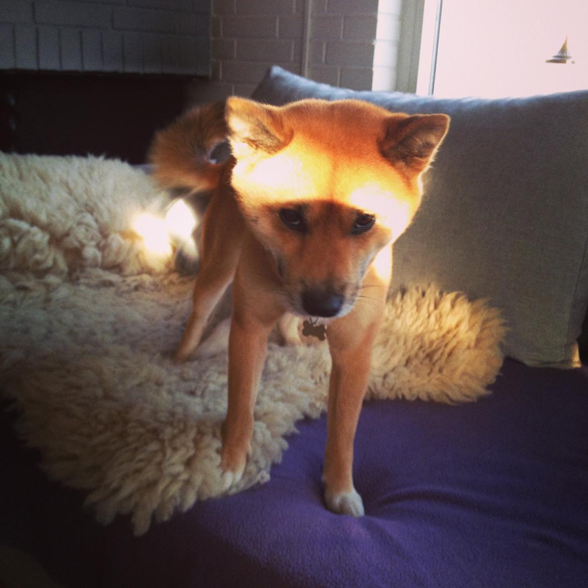 Shiba Shiba billede 7