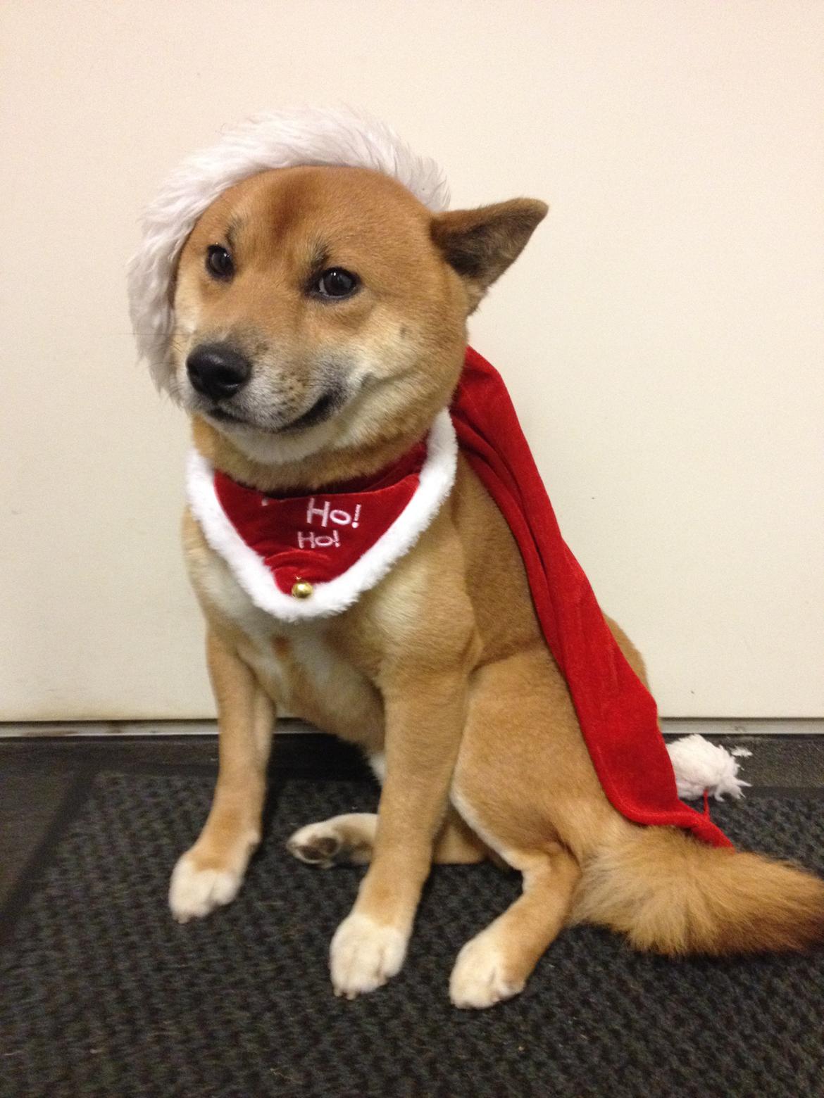 Shiba Shiba billede 6