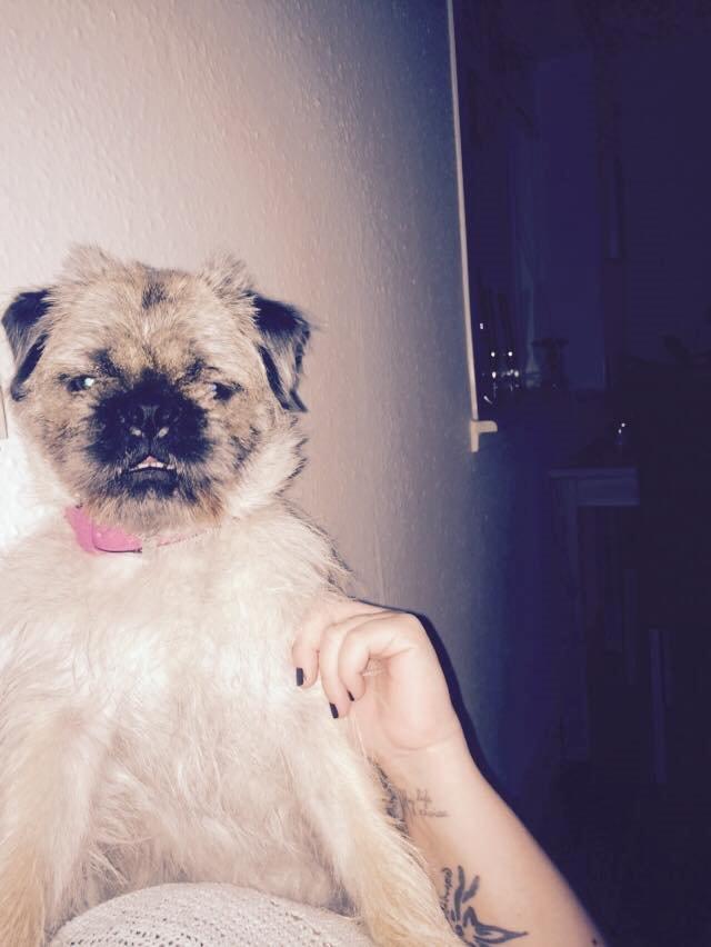 Blanding af racer Karla billede 40