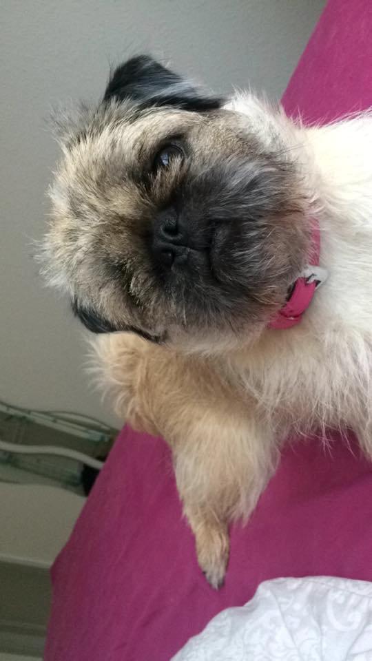 Blanding af racer Karla billede 42