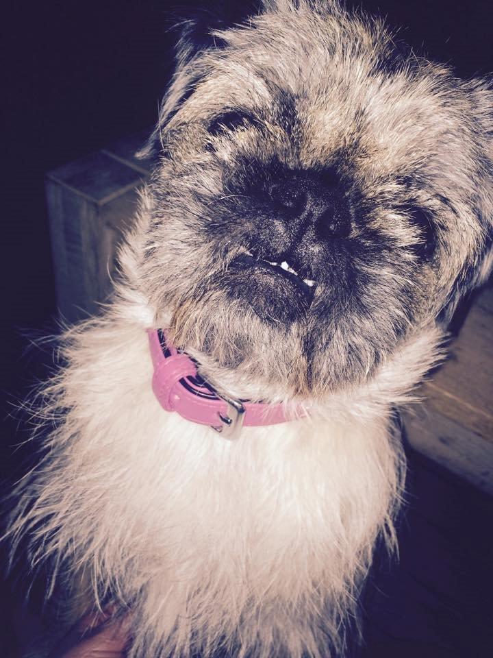 Blanding af racer Karla billede 41