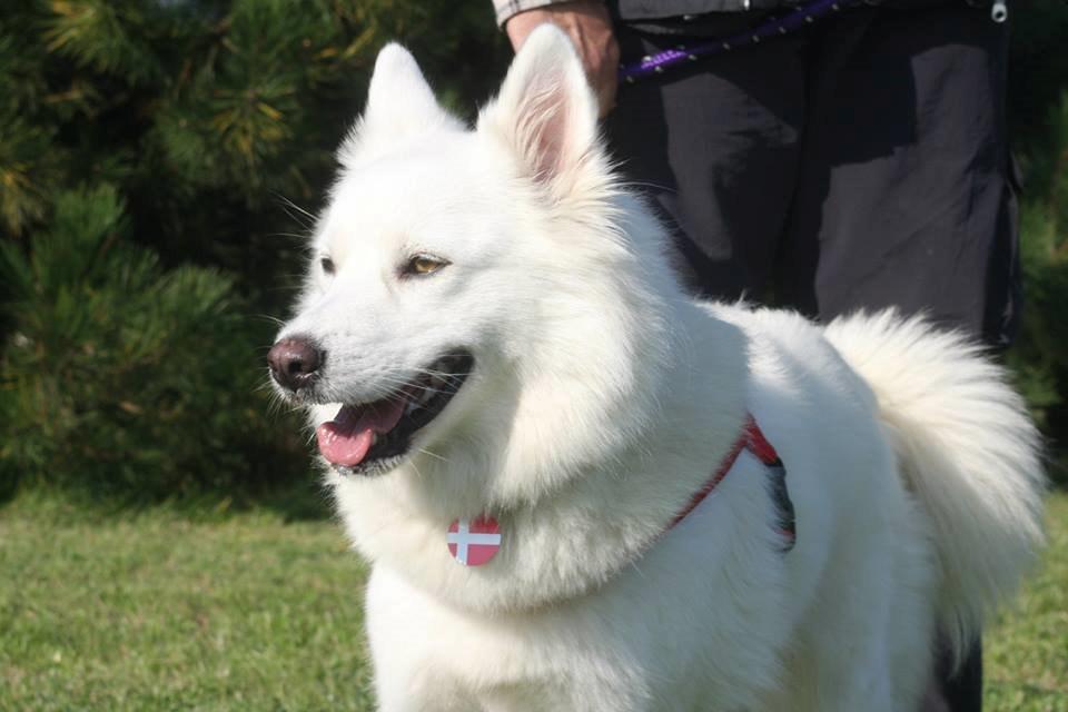 Dansk Spids Liva billede 1