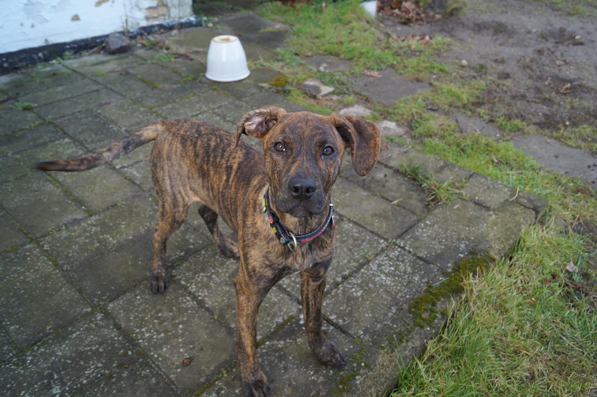 Blanding af racer Sif billede 7