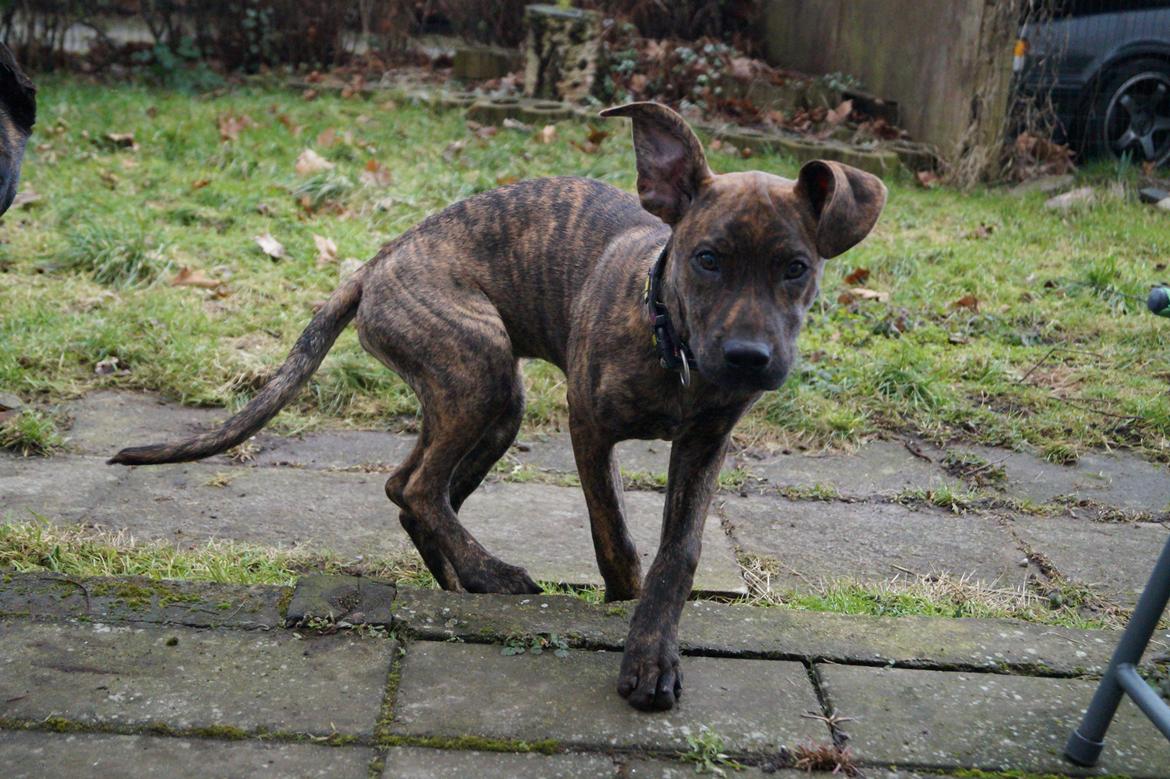 Blanding af racer Sif billede 6