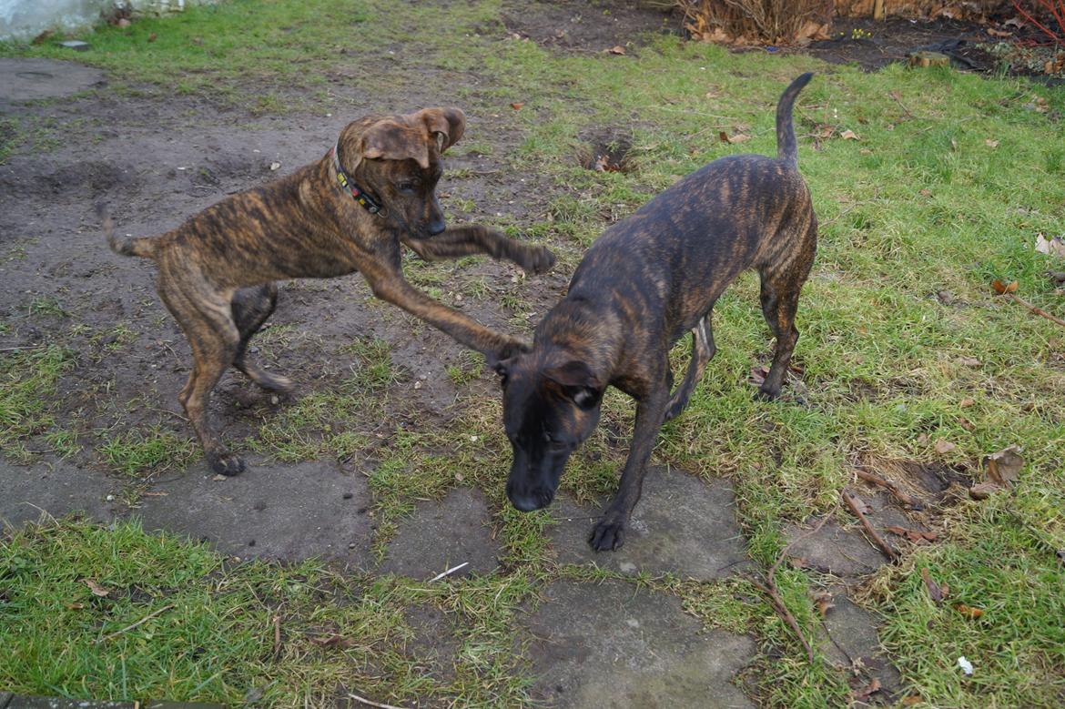 Blanding af racer Sif billede 9