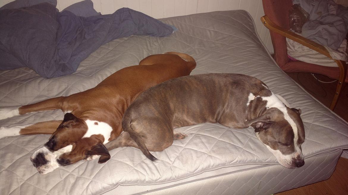 Amerikansk staffordshire terrier Mille - Min allerbedste veninde i hele verden, Tilde og jeg <3  billede 30