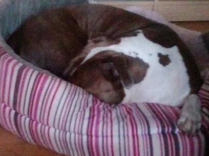 Amerikansk staffordshire terrier Mille - Godnat billede 28