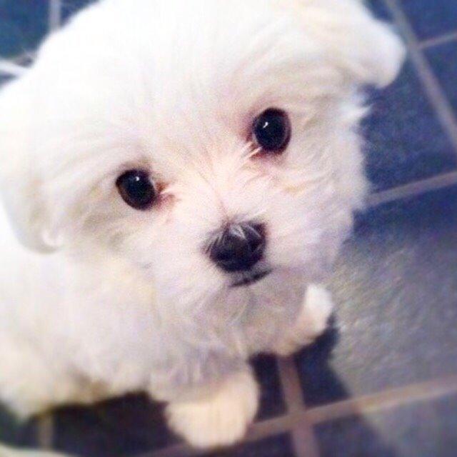 Malteser Albi billede 8