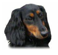 Gravhund Lileimo Petit Black Bugatti billede 1