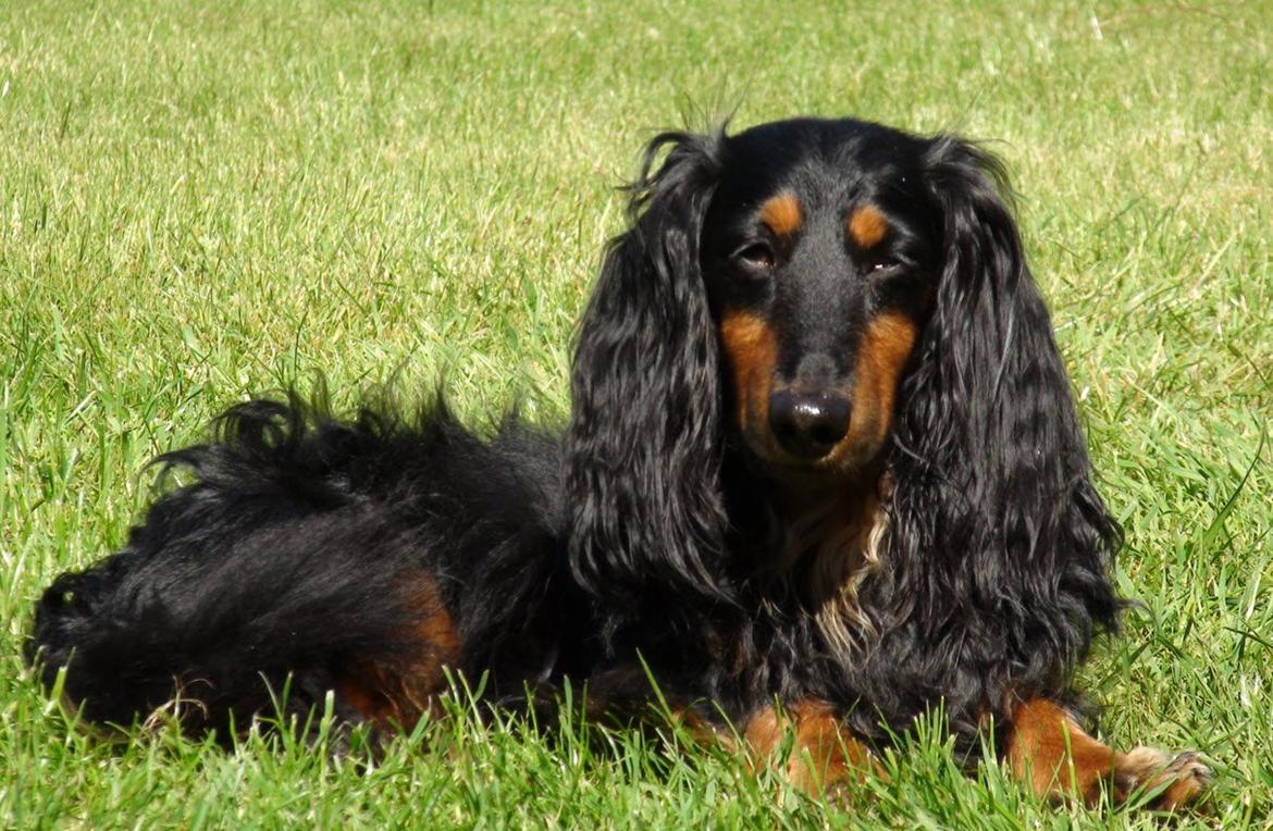 Gravhund Lileimo Petit Black Bugatti billede 3