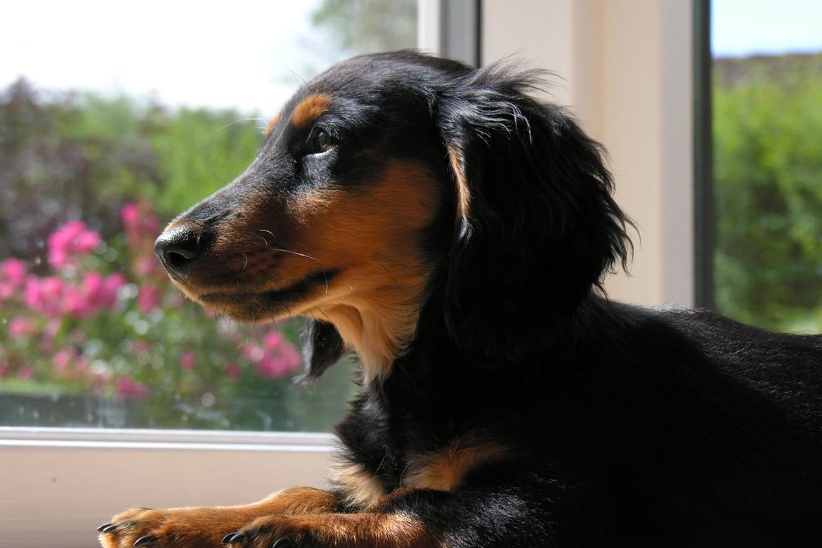 Gravhund Lileimo Petit Black Bugatti billede 4