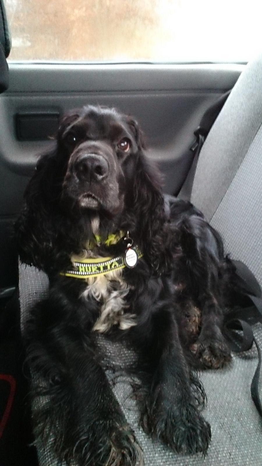 Cocker spaniel Koma billede 20