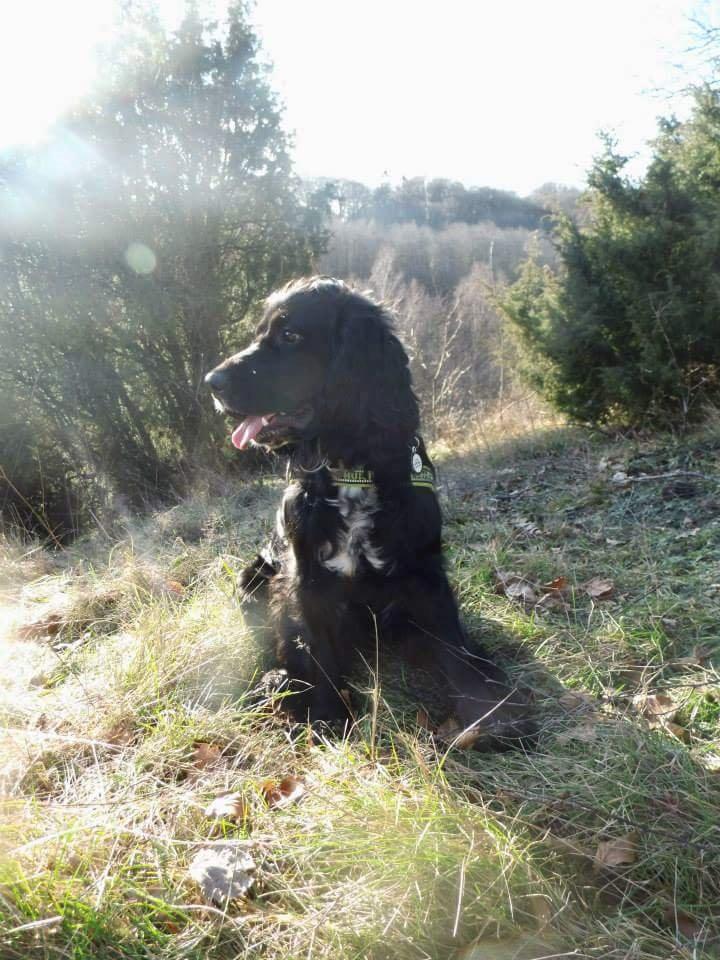 Cocker spaniel Koma billede 22