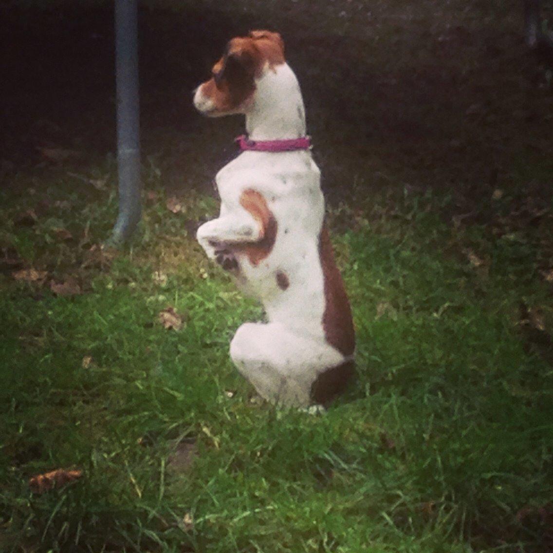 Dansk svensk gaardhund Gaby billede 2