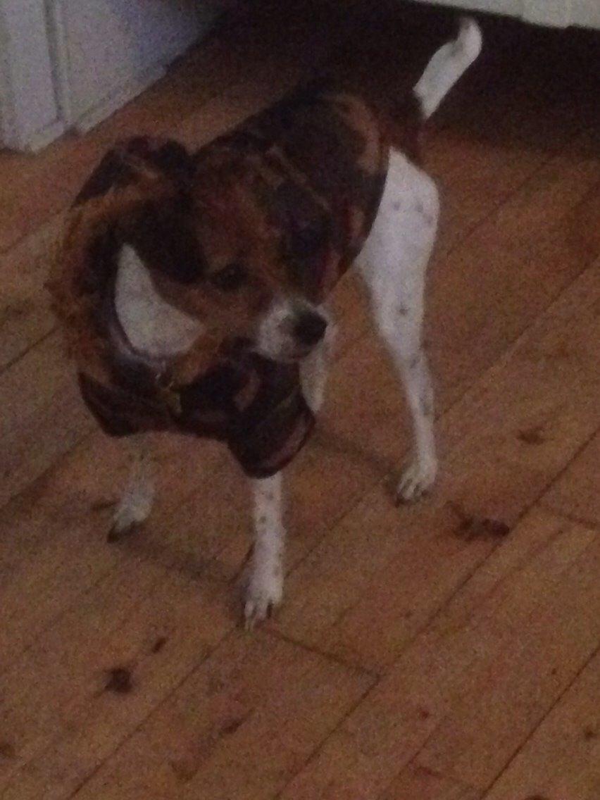 Dansk svensk gaardhund Gaby billede 3