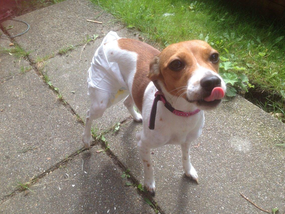 Dansk svensk gaardhund Gaby billede 4