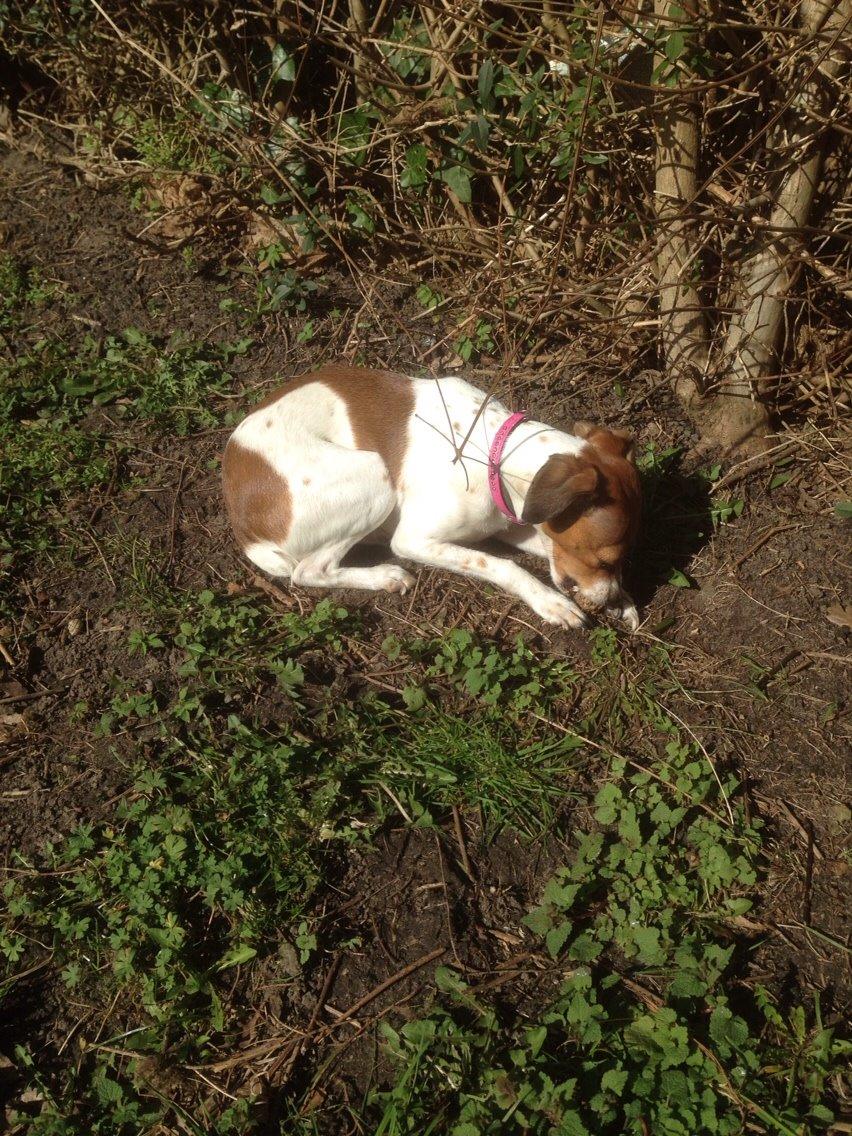 Dansk svensk gaardhund Gaby billede 1