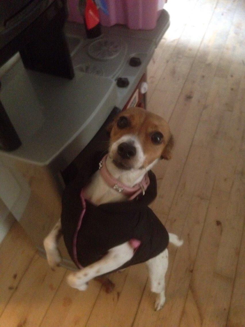 Dansk svensk gaardhund Gaby billede 5