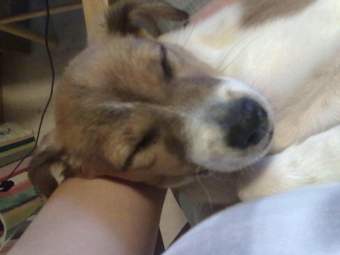 Dansk svensk gaardhund Gaby billede 6