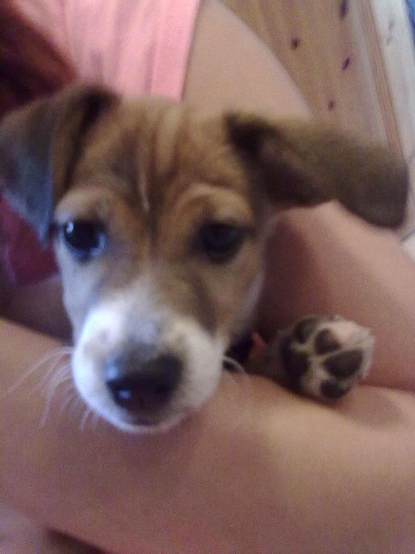 Dansk svensk gaardhund Gaby billede 7