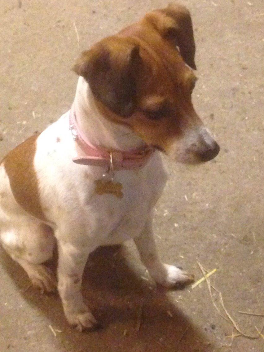 Dansk svensk gaardhund Gaby billede 8