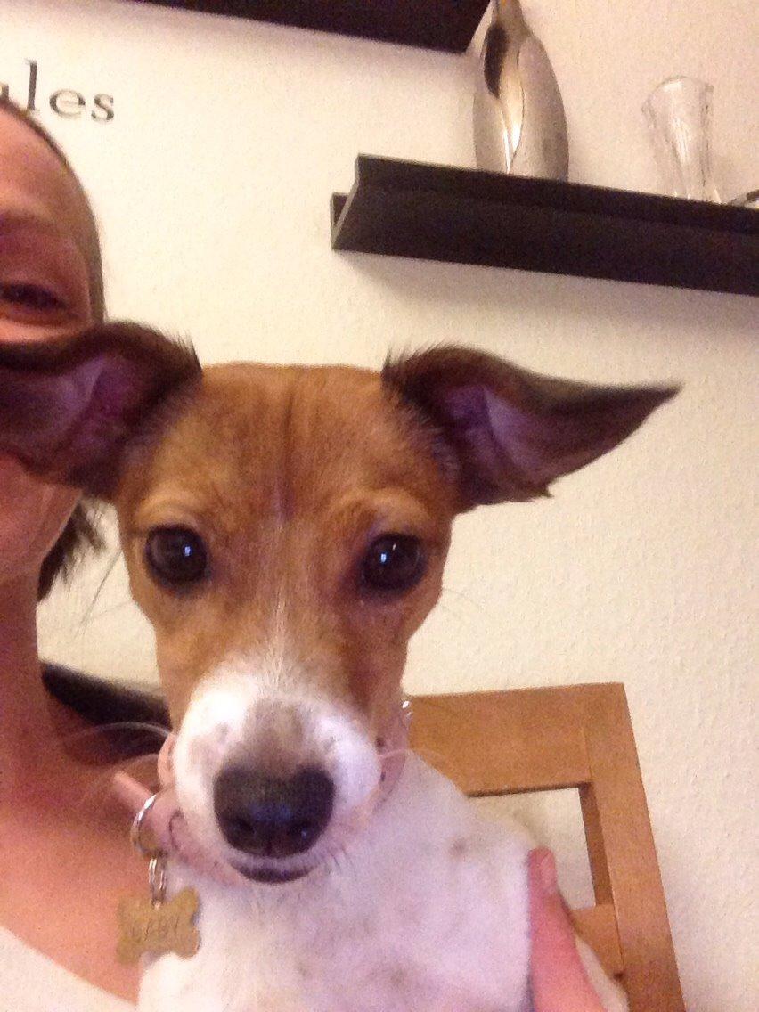 Dansk svensk gaardhund Gaby billede 9