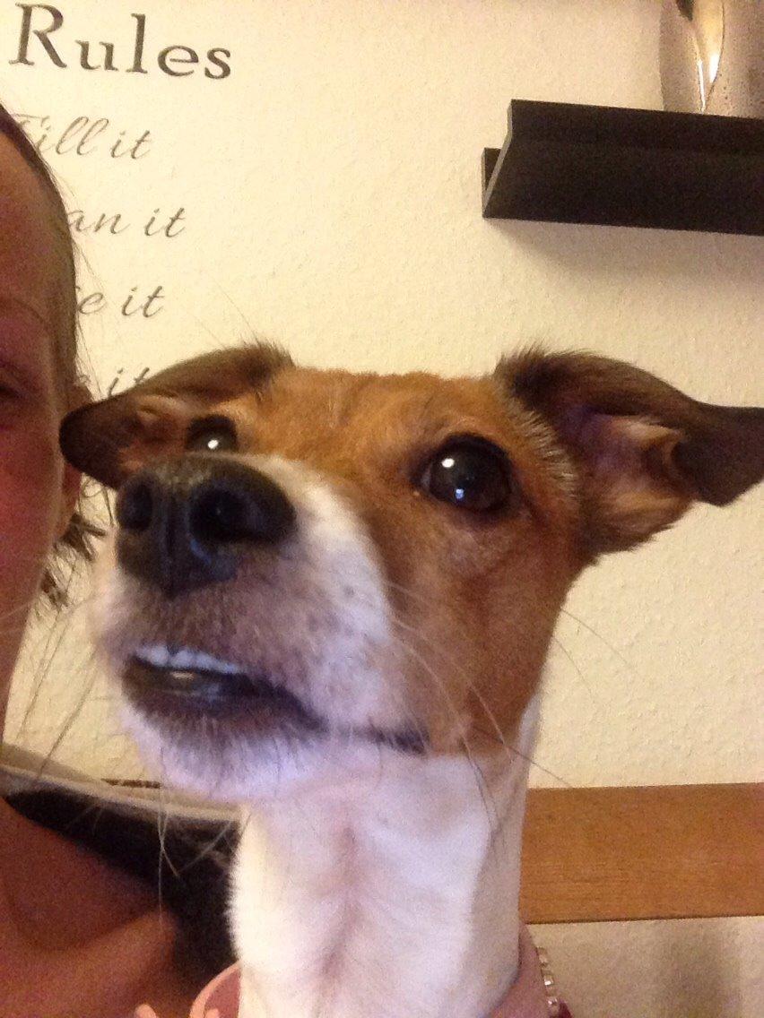 Dansk svensk gaardhund Gaby billede 10