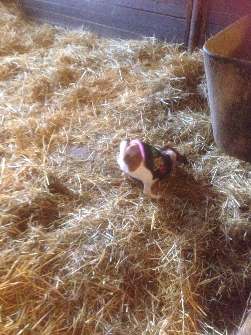 Dansk svensk gaardhund Gaby billede 11