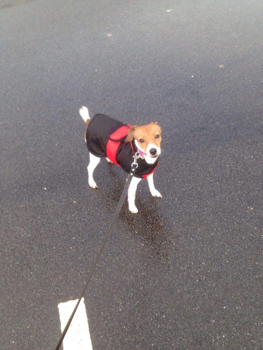 Dansk svensk gaardhund Gaby billede 14
