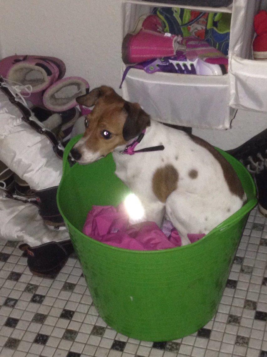 Dansk svensk gaardhund Gaby billede 13